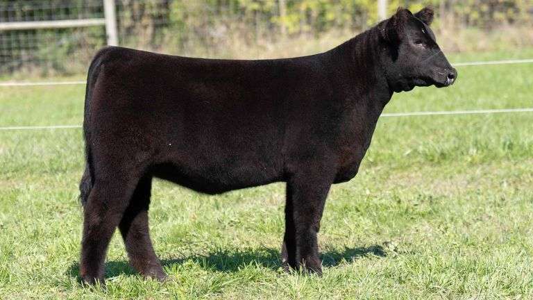TAG 53 HEIFER