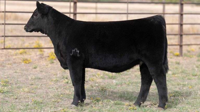 BEAUPREZ TAG 11 HEIFER