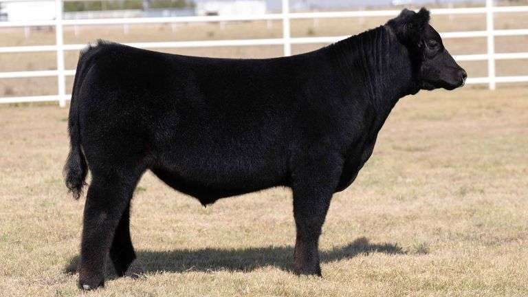 TAG 10 STEER