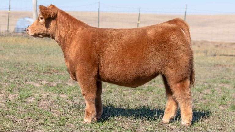 TAG 12 HEIFER