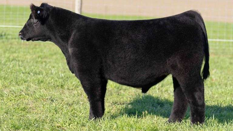 TAG 63 STEER