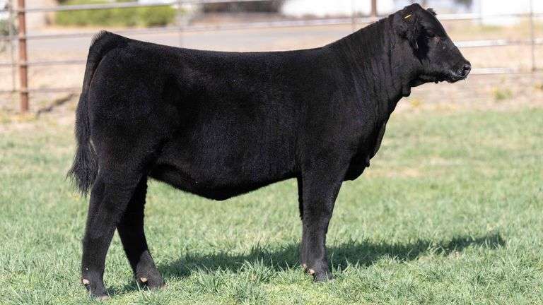 BEAUPREZ TAG 8 HEIFER