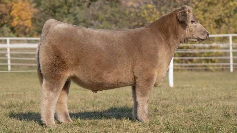 GORETSKA TAG 6 STEER