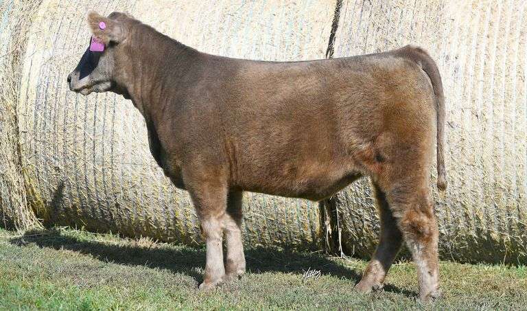 TAG 24 HEIFER