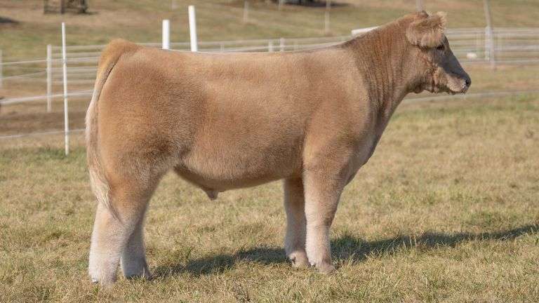 GORETSKA TAG 14 STEER