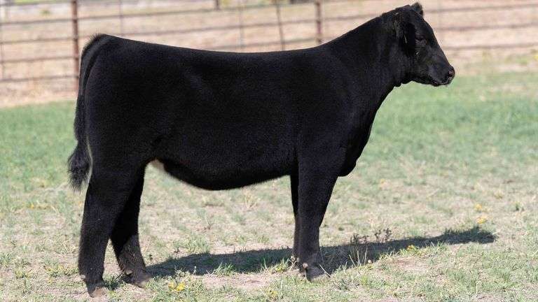 BEAUPREZ TAG 2 HEIFER