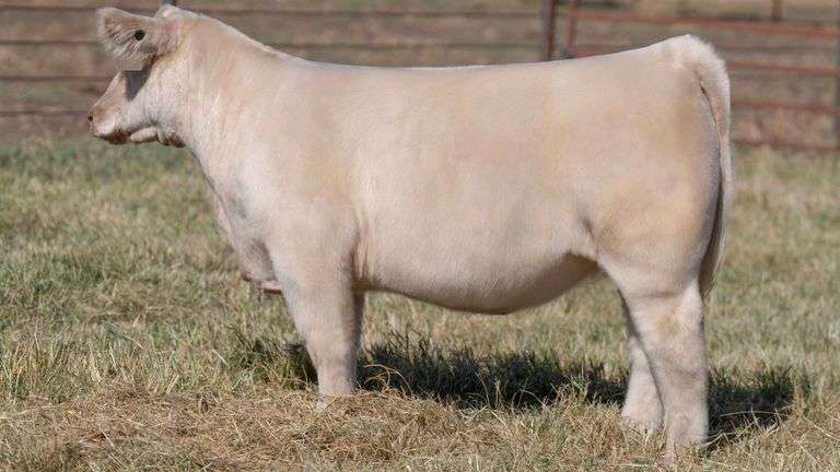 MILLER CATTLE TAG 11 HEIFER