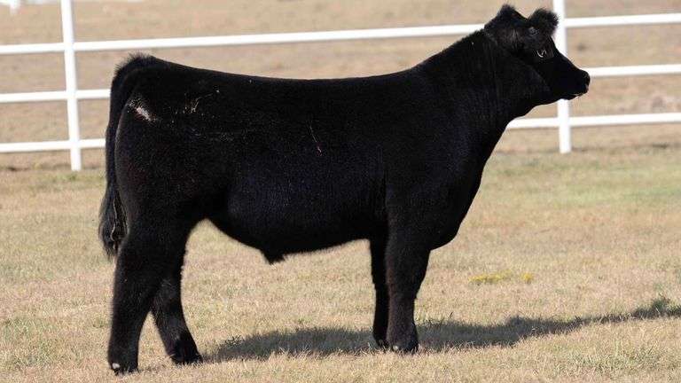 TAG 12 STEER