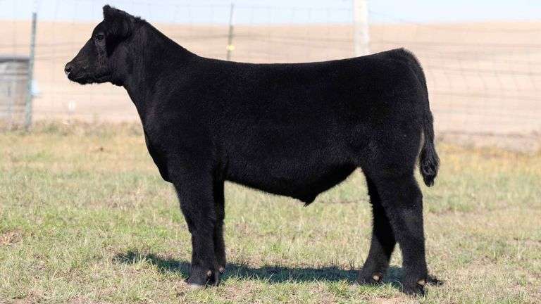 TAG 4 STEER