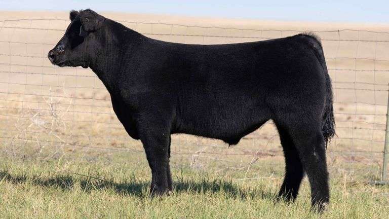 TAG 2 STEER