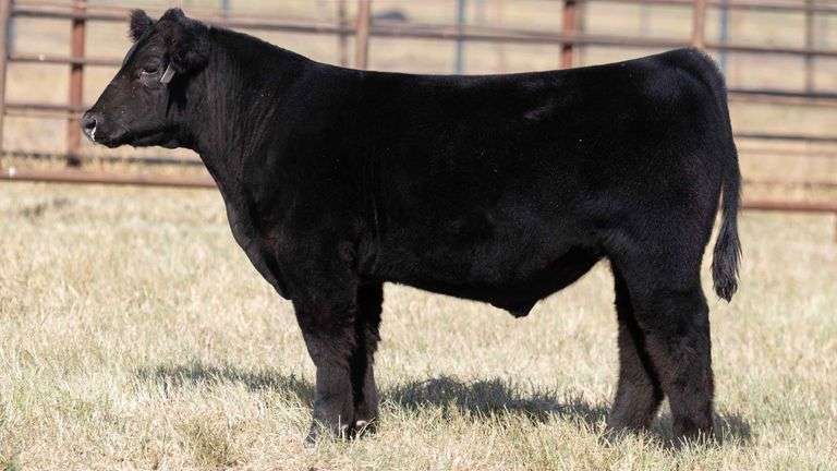 MILLER CATTLE TAG 20 STEER