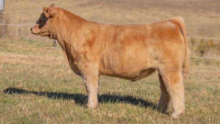 SANDY TAG 33 STEER