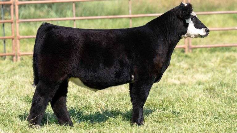TAG 2473 STEER