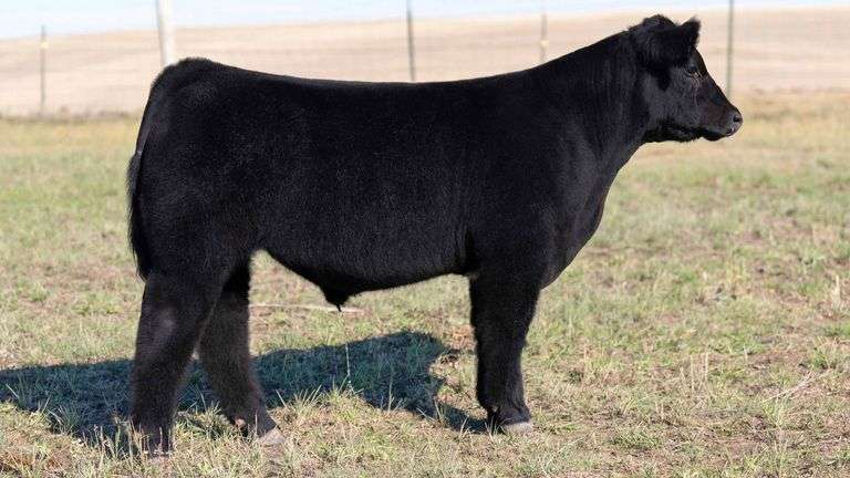 TAG 5 STEER