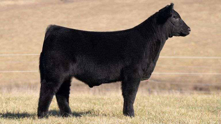 SANDY TAG 31 STEER