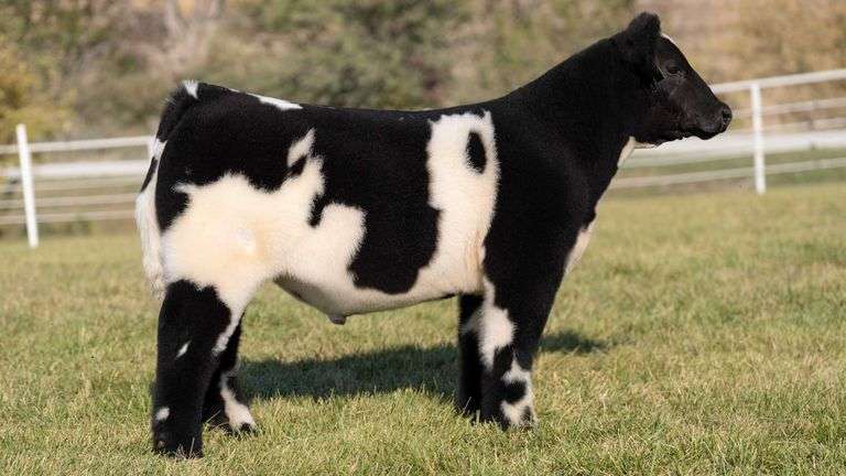 GORETSKA TAG 62 STEER