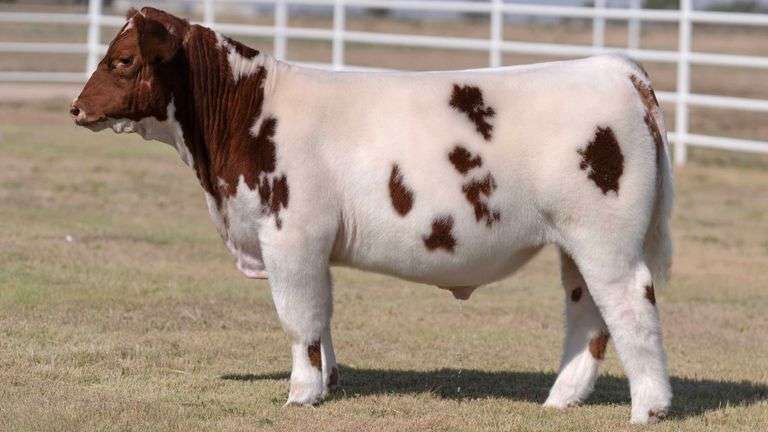 TAG 7 STEER