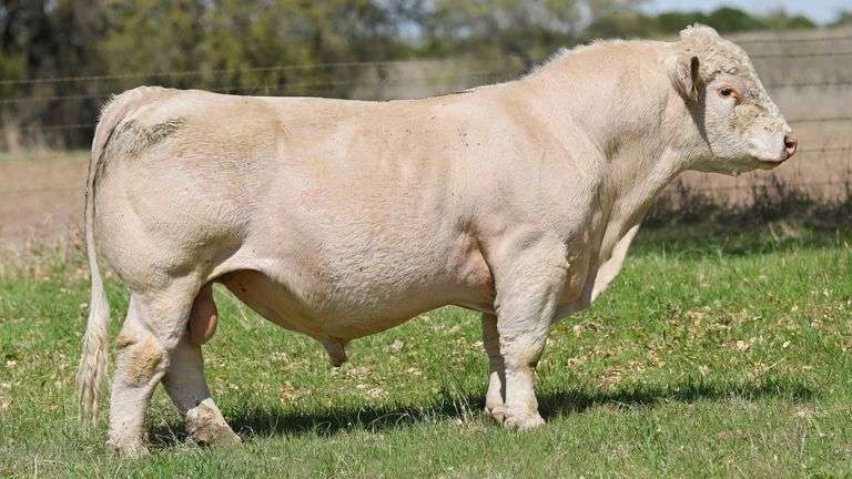 LJR CULTURE SHOCK SEMEN