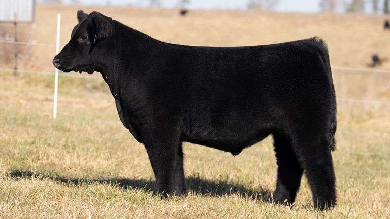 SANDY TAG 36 STEER