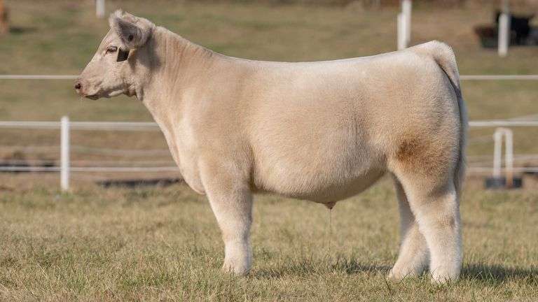 GORETSKA TAG 32 STEER