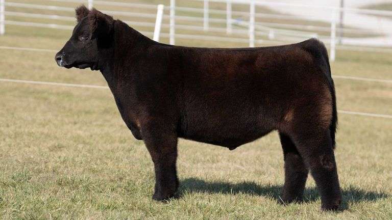 GORETSKA TAG 15 STEER