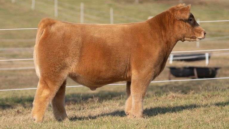 GORETSKA TAG 29 STEER