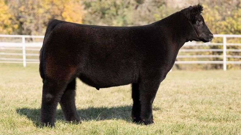 GORETSKA TAG 12 STEER