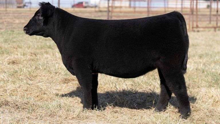 MILLER CATTLE TAG 13 HEIFER