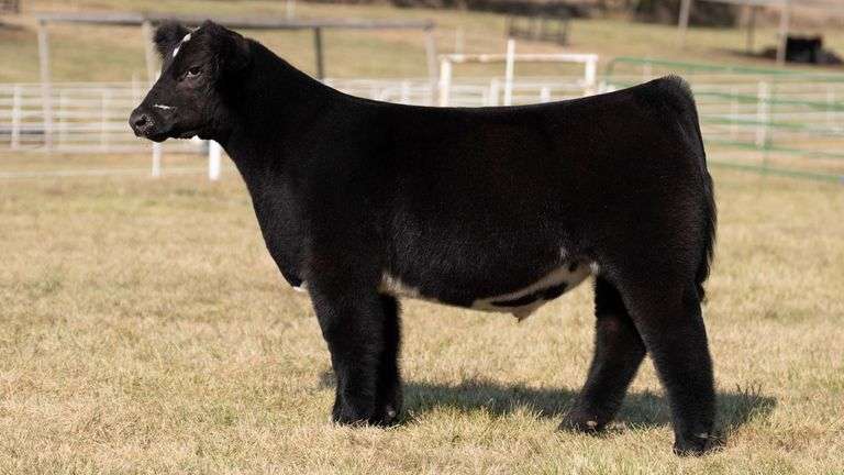 GORETSKA TAG 67 STEER