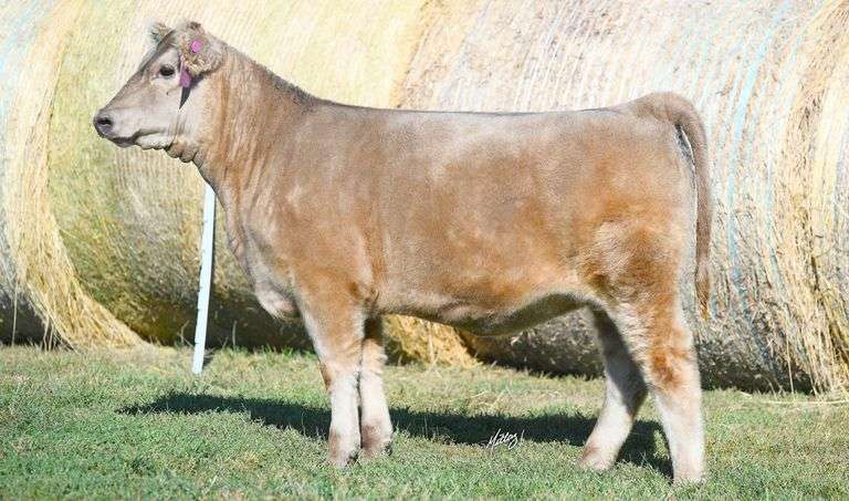 TAG 42 HEIFER