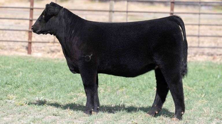 BEAUPREZ TAG 10 HEIFER