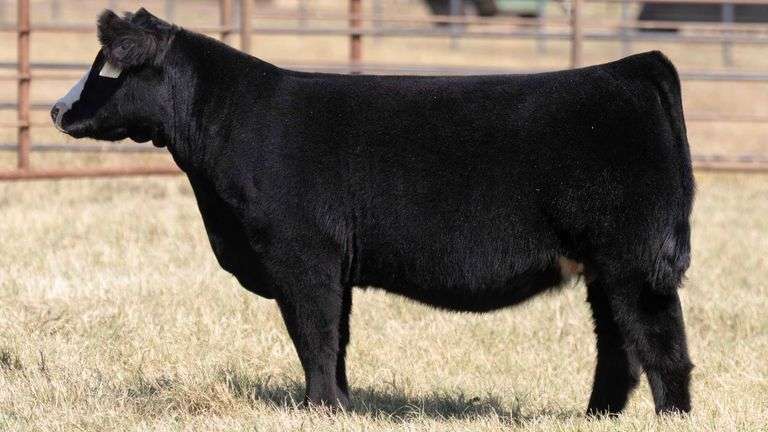 MILLER CATTLE TAG 14 HEIFER