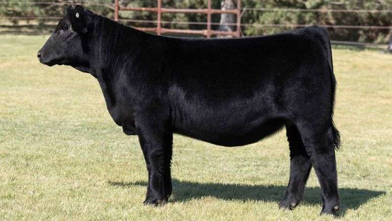 TAG 3 HEIFER