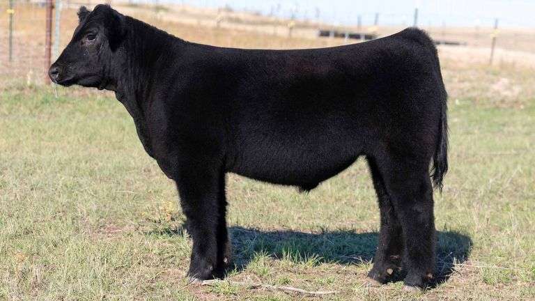 TAG 1 STEER