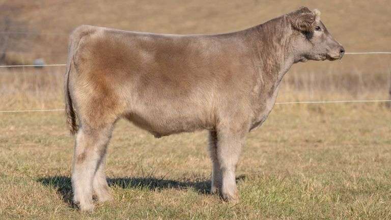 SANDY TAG 42 STEER