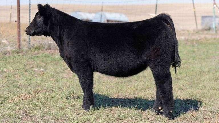 TAG 15 HEIFER