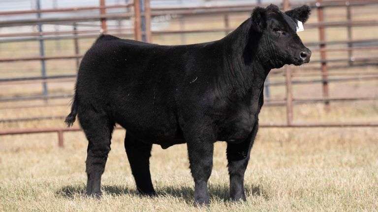 MILLER CATTLE TAG 6 STEER