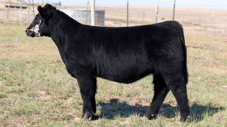 TAG 11 HEIFER