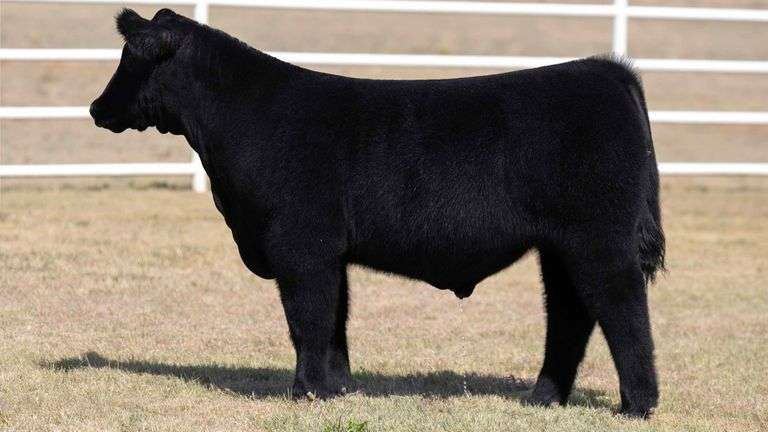 TAG 14 STEER