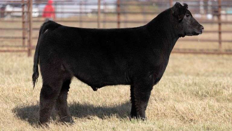 MILLER CATTLE TAG 21 STEER