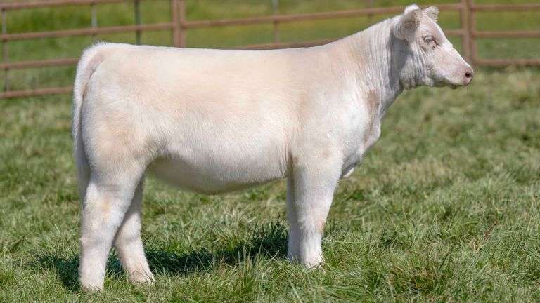 TAG 2456 HEIFER