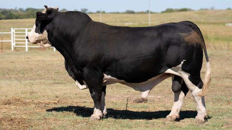 AMERICANO BULL