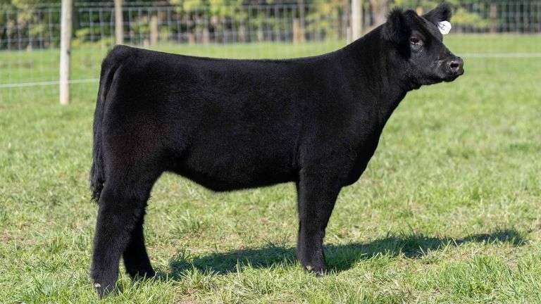 TAG 61 HEIFER
