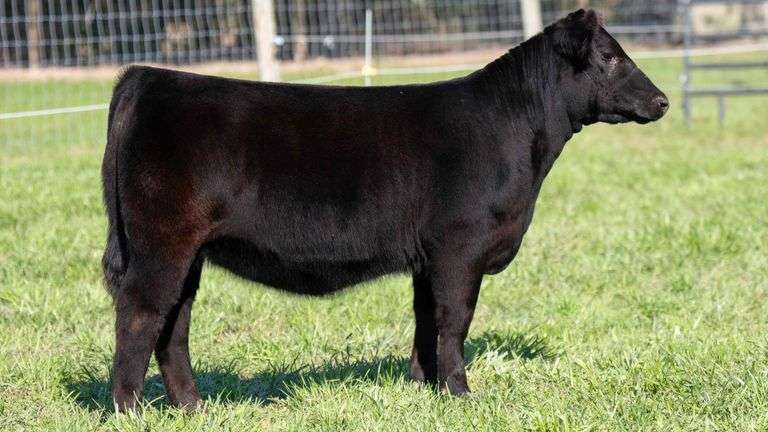 TAG 64 HEIFER