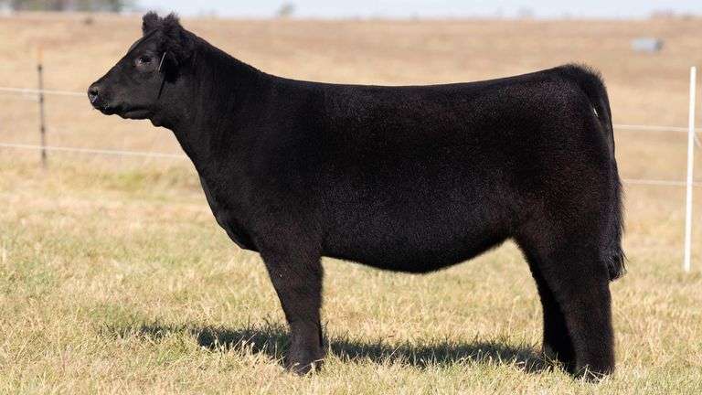 SANDY TAG 46 HEIFER