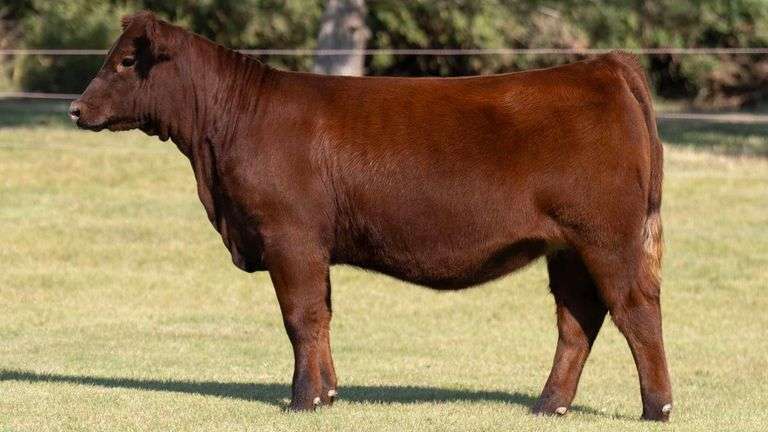 TAG 220 HEIFER