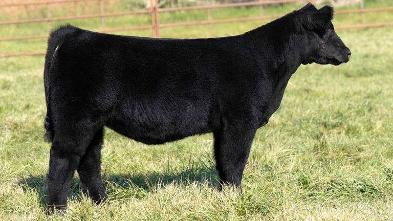 TAG 2480 HEIFER