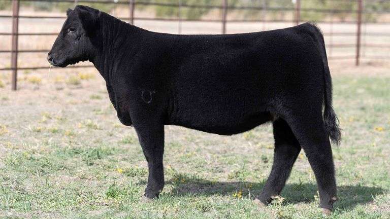 BEAUPREZ TAG 17 HEIFER