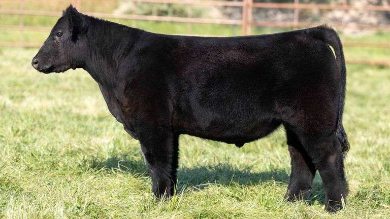 TAG 2463 STEER