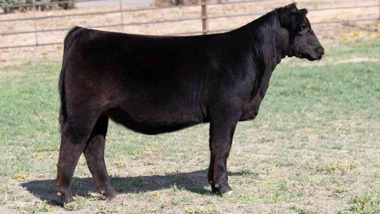 BEAUPREZ TAG 5 HEIFER